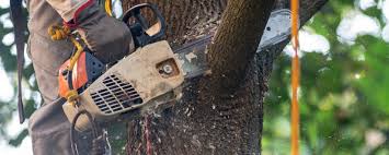 Reliable Clay City, KY Tree Care  Solutions